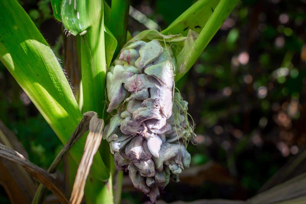 Mycosarcoma maydis, corn smut
