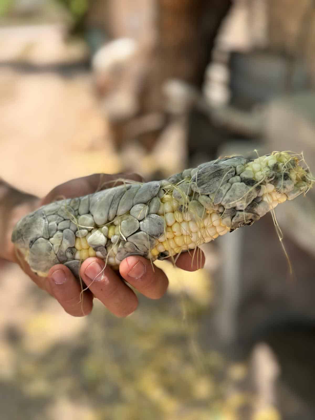 Huitlacoche