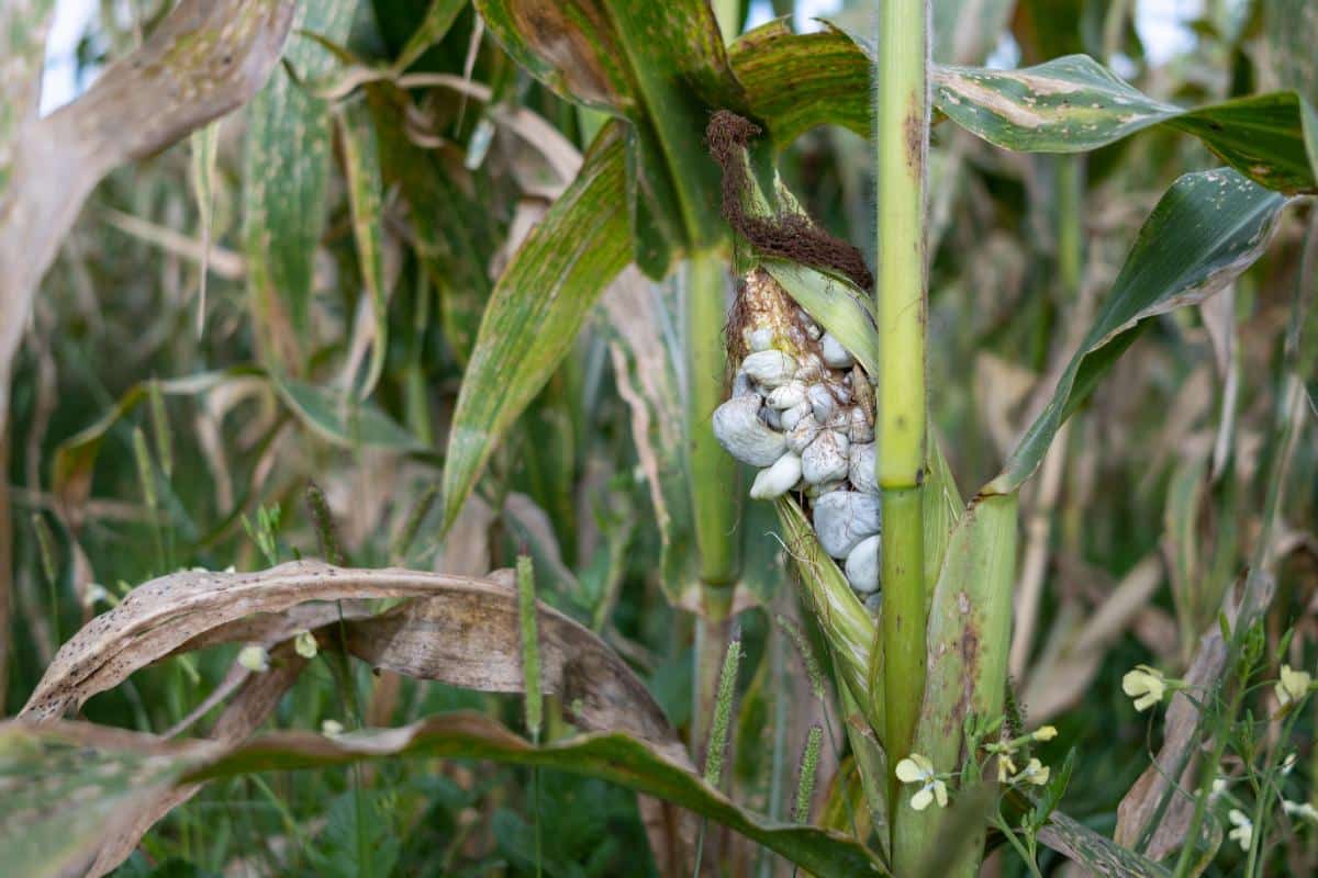 Mycosarcoma maydis, known as huitlacoche
