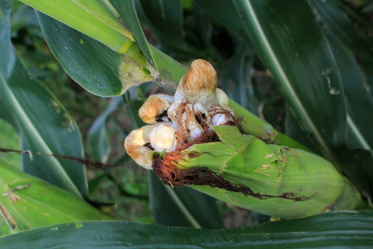 Mycosarcoma maydis