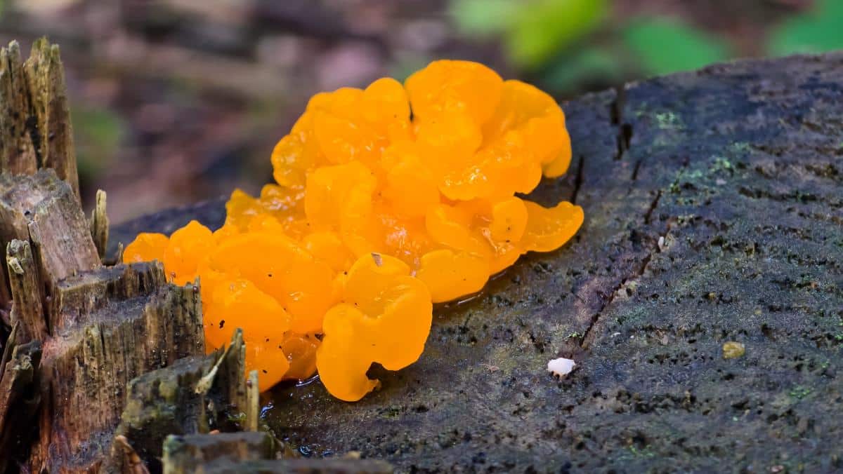 orange jelly spot on a log