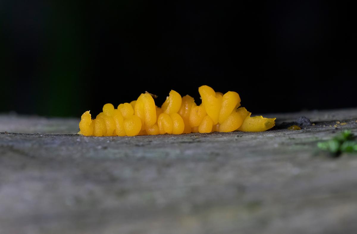 Dacrymyces chrysospermus