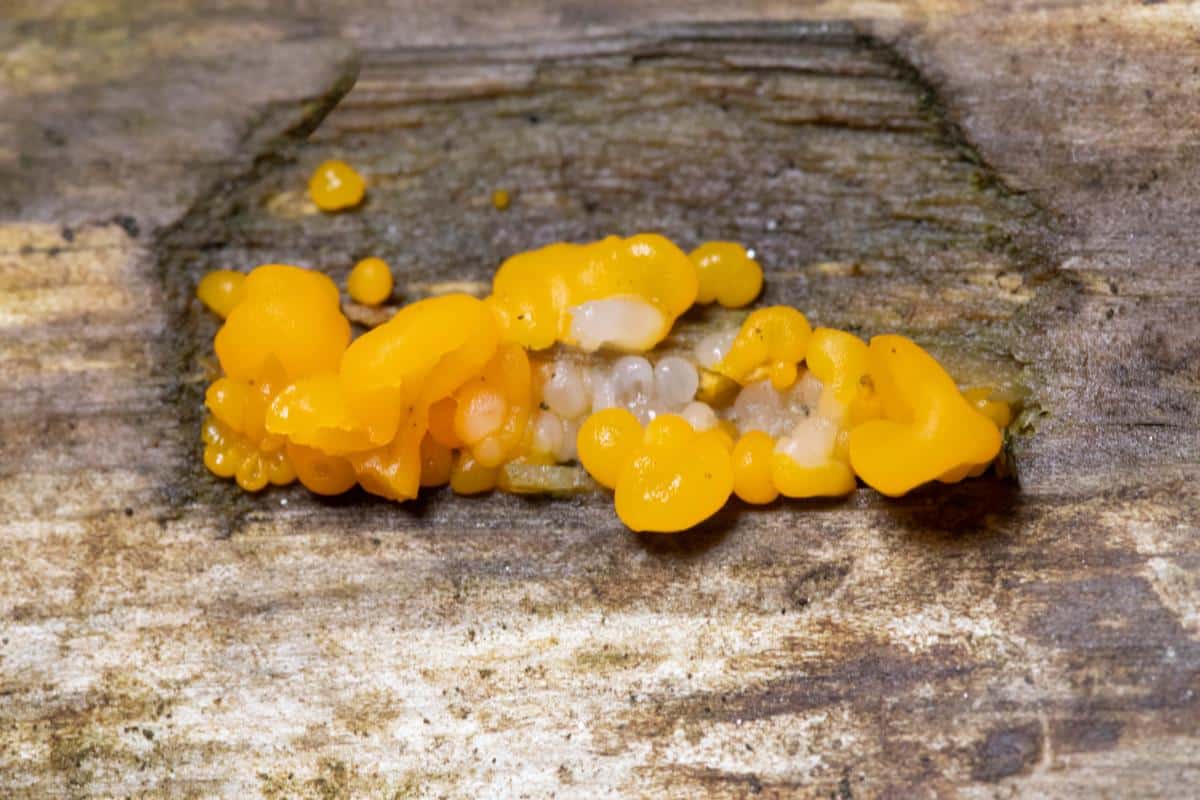Dacrymyces chrysospermus