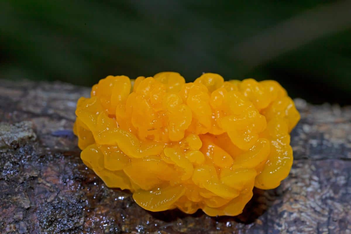 orange jelly spot fungus