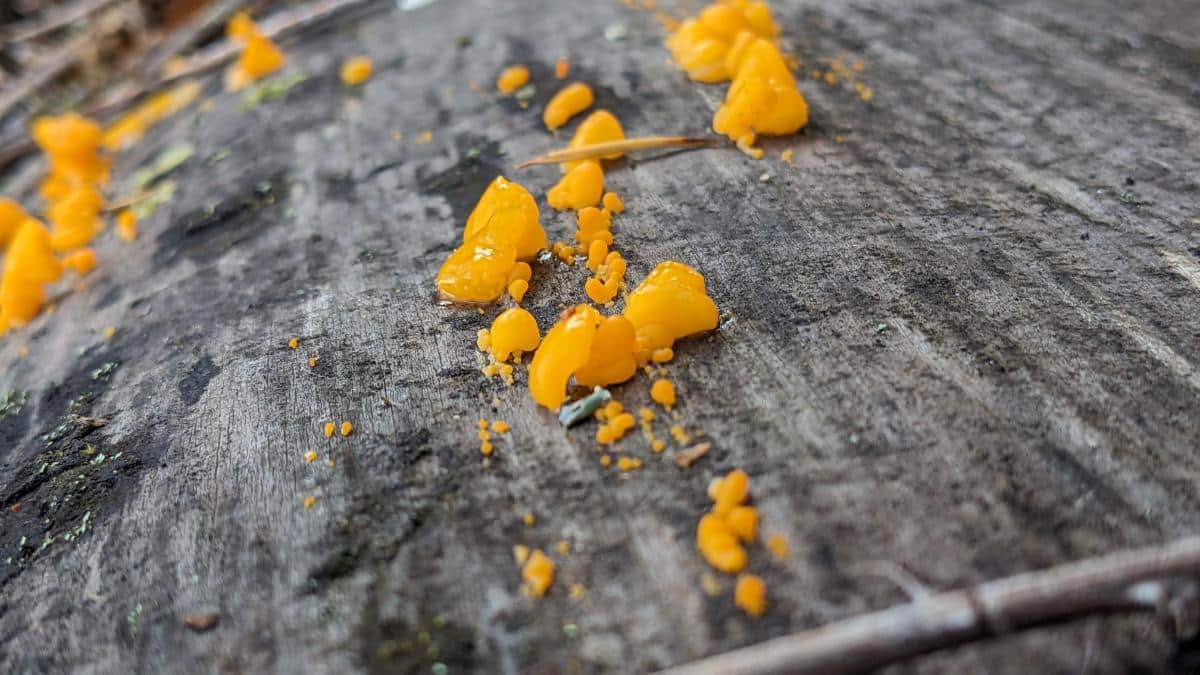 Dacrymyces chrysospermus