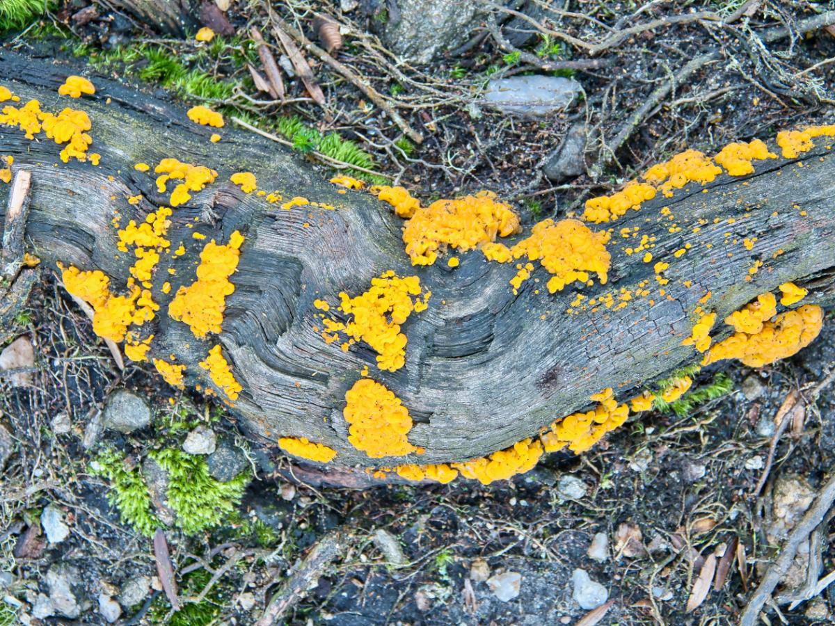 Dacrymyces chrysospermus