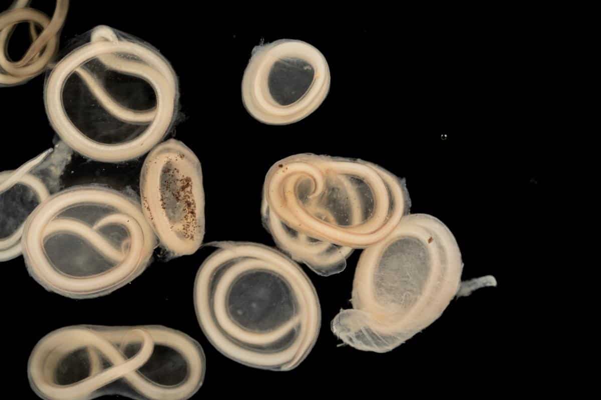 nematodes