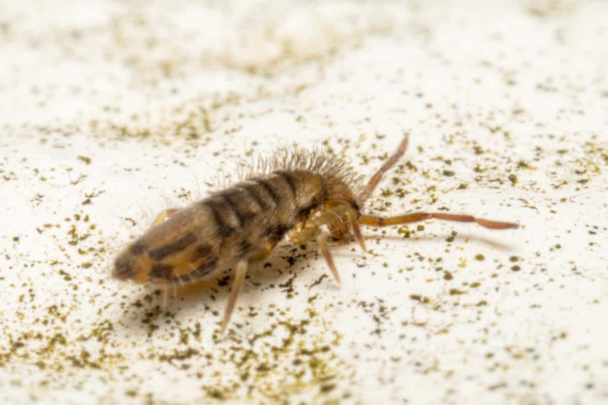 springtail