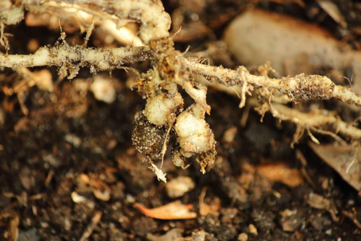 nematode caused plant damage